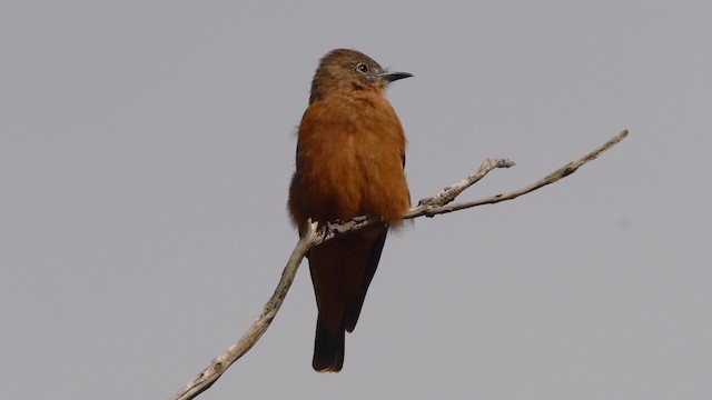 Cliff Flycatcher (Swallow) - ML200846971