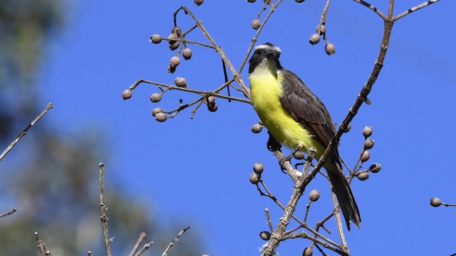 Rusty-margined Flycatcher - ML200847001