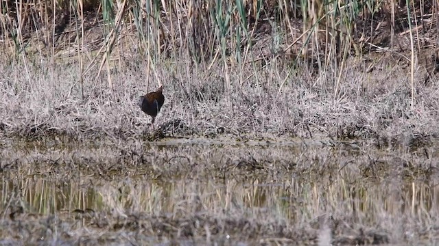 Water Rail - ML200847171