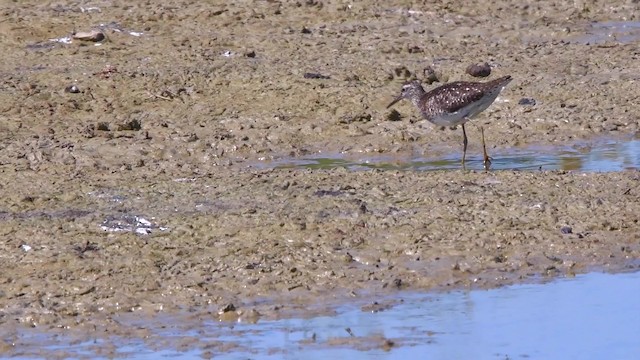 Wood Sandpiper - ML200847191