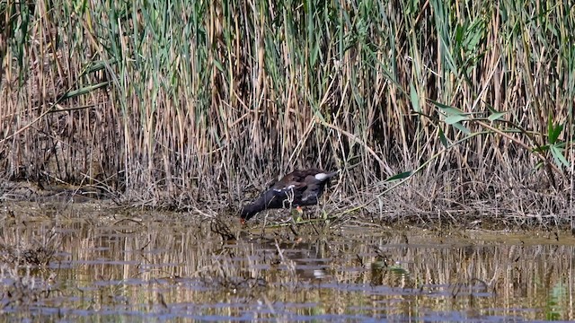 Eurasian Moorhen - ML200847201