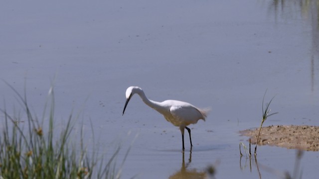 Little Egret (Western) - ML200847211