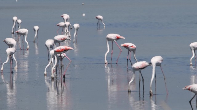 Flamant rose - ML200847231