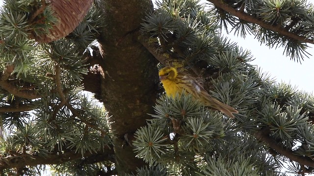 European Serin - ML200847241