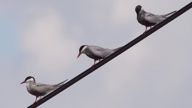 Weißbart-Seeschwalbe - ML200847331