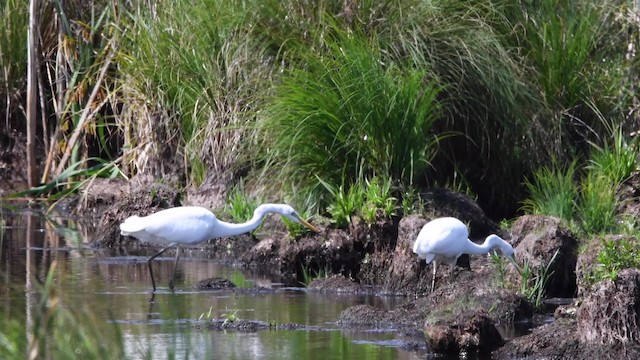 Grande Aigrette (alba) - ML200847351