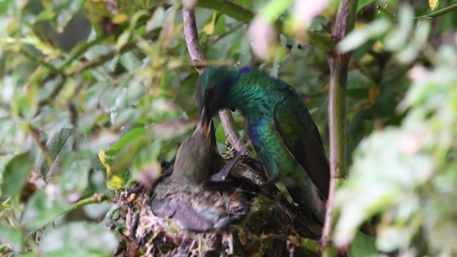 Colibri d'Anaïs - ML200847371