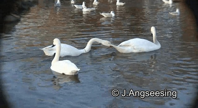 Tundra Swan (Bewick's) - ML200847621