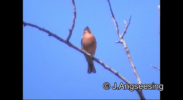 Common Chaffinch - ML200847671