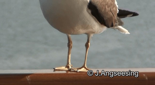 Lesser Black-backed Gull (fuscus) - ML200847781