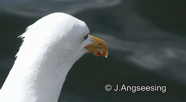 Lesser Black-backed Gull (fuscus) - ML200847791