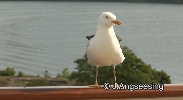 Lesser Black-backed Gull (fuscus) - ML200847801