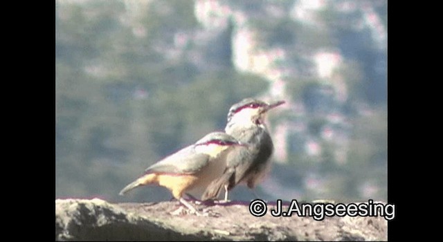 Western Rock Nuthatch - ML200847841