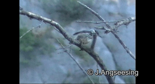 Western Rock Nuthatch - ML200847851