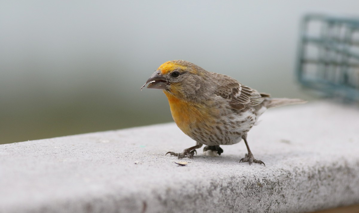 House Finch - Jay McGowan