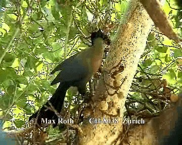 Turaco Crestimorado - ML200847941