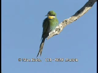 Abejaruco Golondrina - ML200848051