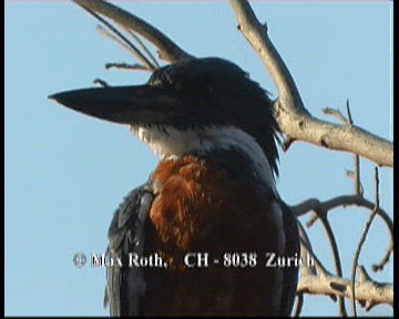 Красногрудый зимородок (torquata/stictipennis) - ML200848081