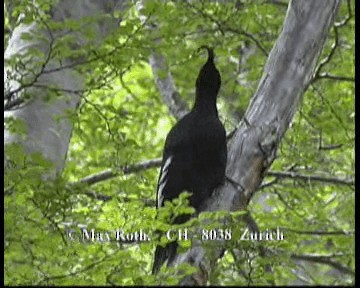 Magellanic Woodpecker - ML200848131