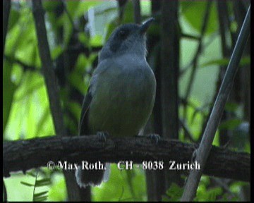 Plain Antvireo - ML200848161