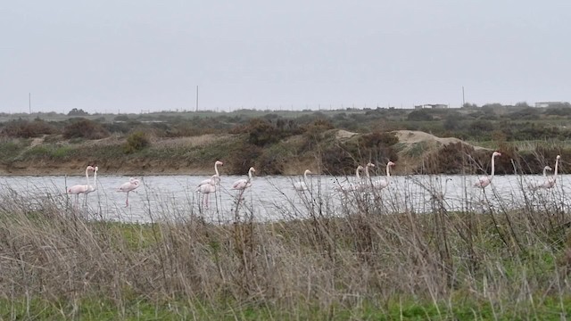 Flamant rose - ML200849201