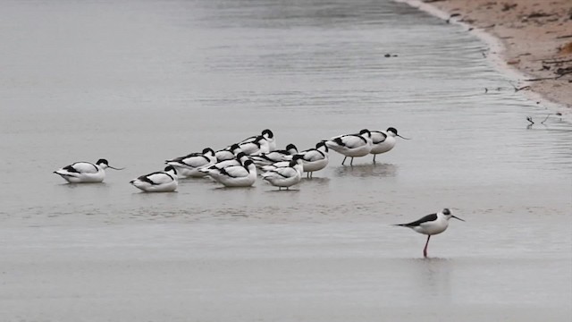 Black-winged Stilt - ML200849291