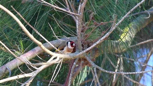 Chardonneret élégant (groupe carduelis) - ML200849391