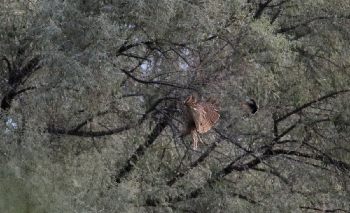 Great Horned Owl - Jay McGowan