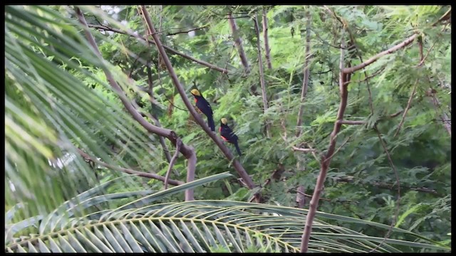 Yellow-crowned Gonolek - ML200849421