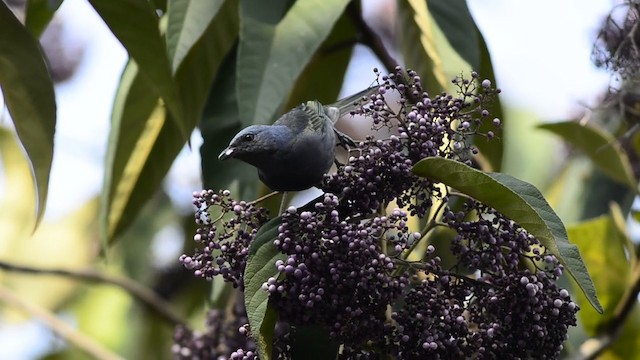 Golden-chevroned Tanager - ML200849451