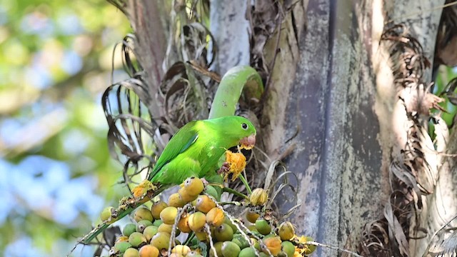 Plain Parakeet - ML200849501