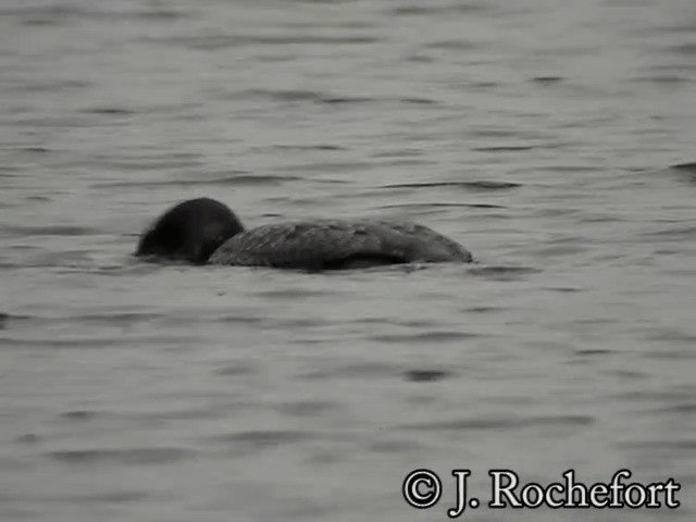 Common Loon - ML200849661