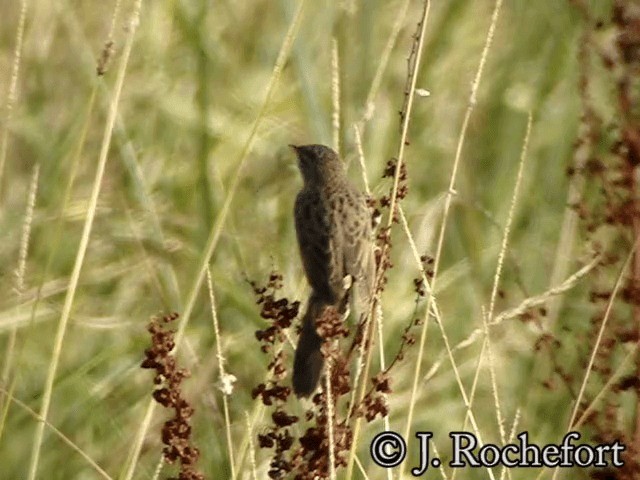 Common Grasshopper Warbler - ML200849701