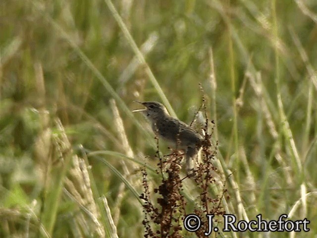 Common Grasshopper Warbler - ML200849711