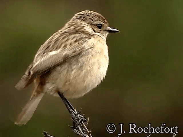 European Stonechat - ML200849791