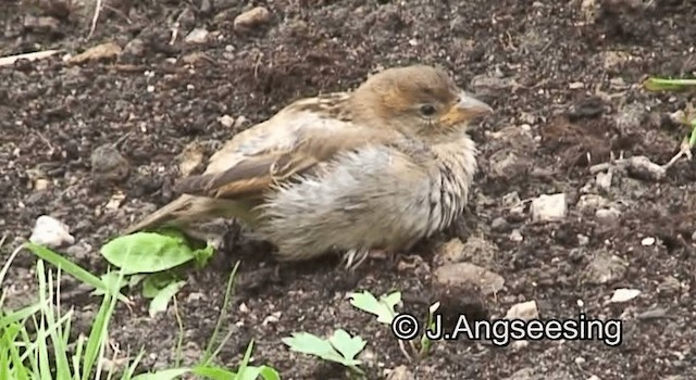 House Sparrow - ML200849961