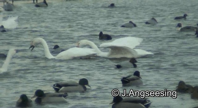 Tundra Swan (Bewick's) - ML200850041