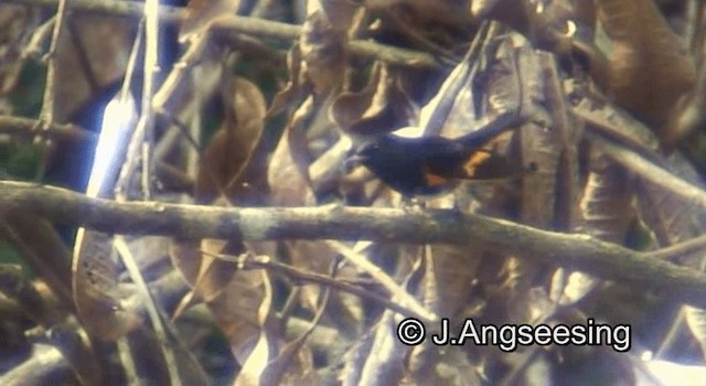 American Redstart - ML200850161