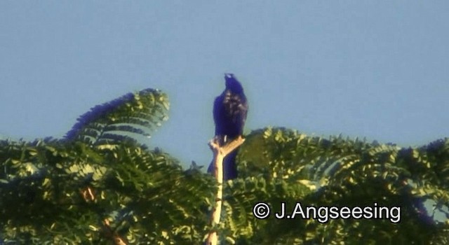 Cuban Blackbird - ML200850191