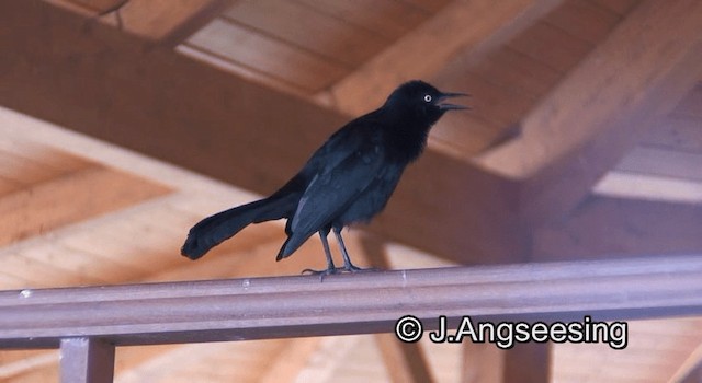 Greater Antillean Grackle - ML200850281