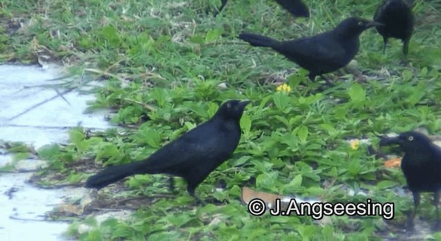 Greater Antillean Grackle - ML200850291