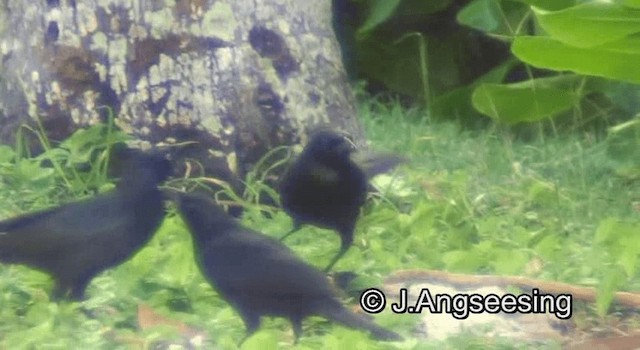 Greater Antillean Grackle - ML200850301