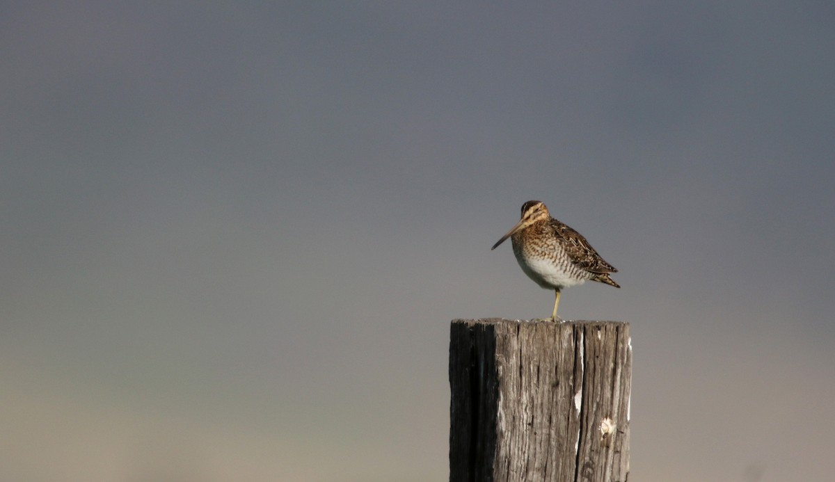 Wilson's Snipe - ML20085031