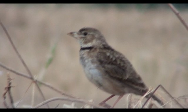 Calandra Lark - ML200850481