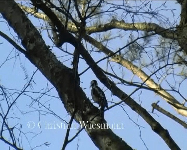 Great Spotted Woodpecker - ML200850601