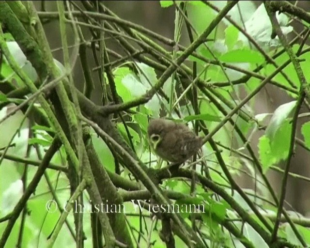 Eurasian Wren - ML200850661