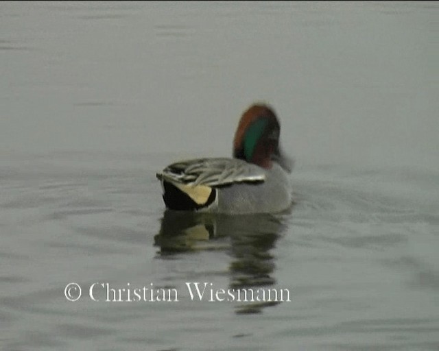 Green-winged Teal (Eurasian) - ML200850701