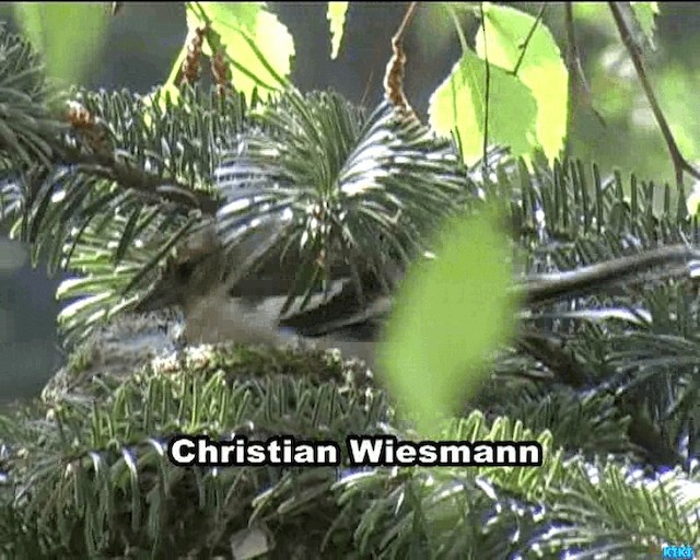 Common Chaffinch - ML200850821