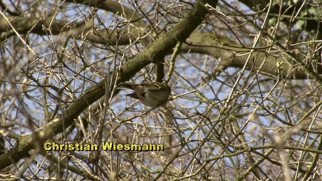 Common Chaffinch - ML200850881