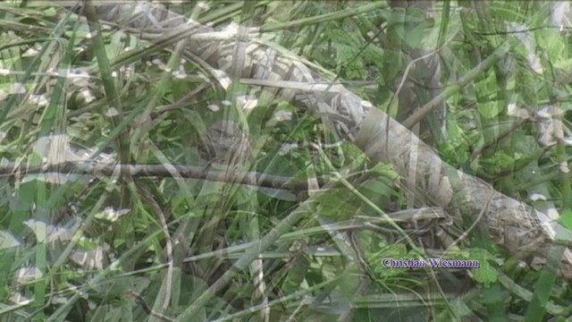 ヨーロッパカヤクグリ - ML200850981